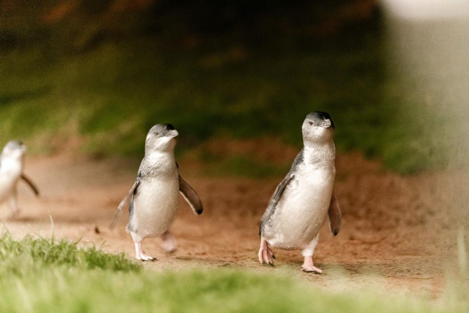 From Melbourne: Phillip Island Penguin Parade Express Tour - Frequently Asked Questions