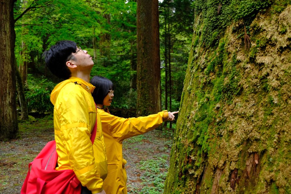 From Odawara: Forest Bathing and Hot Springs With Healing Power - Forest Walk Among Ancient Trees