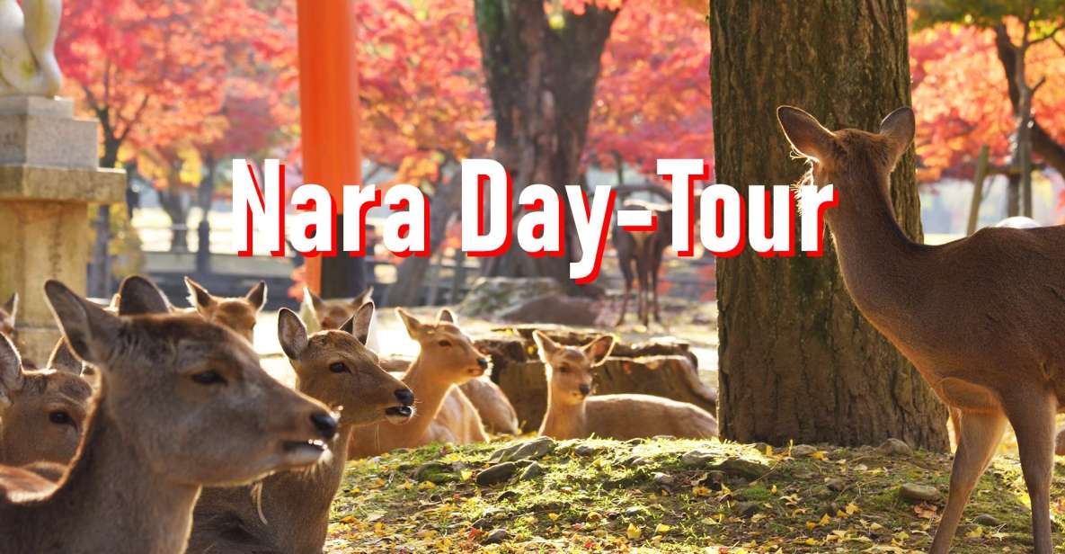 From Osaka: 10-hour Private Customized Tour to Nara - Visiting Nara National Museum and Toshodaiji