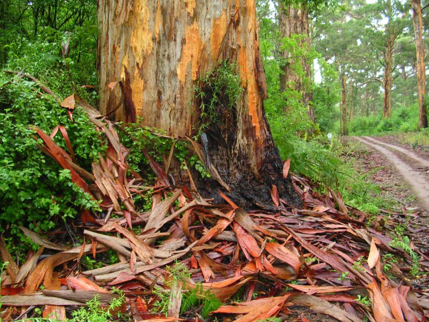 From Pemberton: Half-Day Beach and Forest Eco Adventure - Important Information