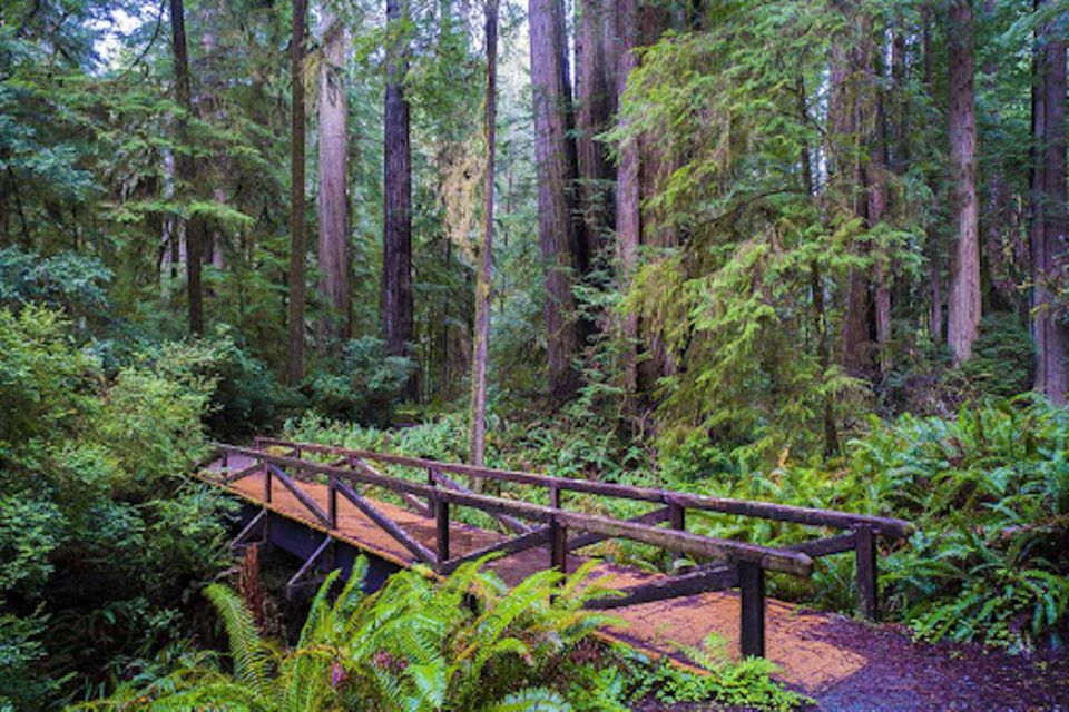 From San Francisco: Private Muir Woods and Napa Wine Tour - Important Information