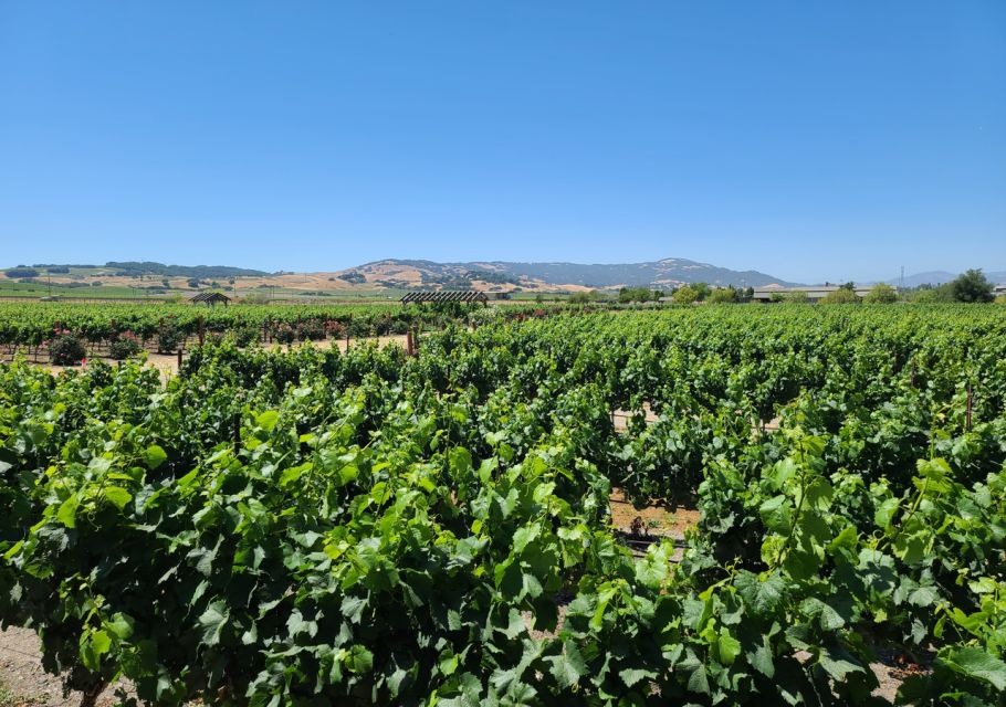 Full-Day Wine Tour to Napa & Sonoma 3 Tastings Included - Booking Information
