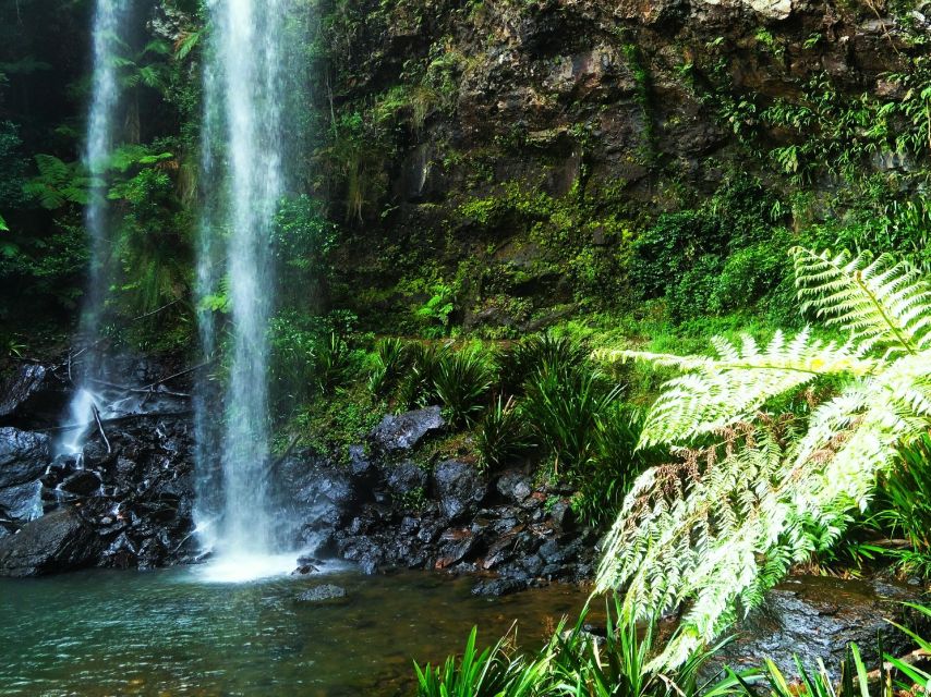 Gold Coast: Kangaroos, Rainforest & Waterfalls Experience - Recap