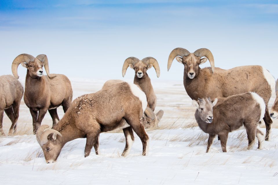 Jackson: Grand Teton, Bighorn Sheep, and Petroglyphs Tour - Pickup and Tour Features