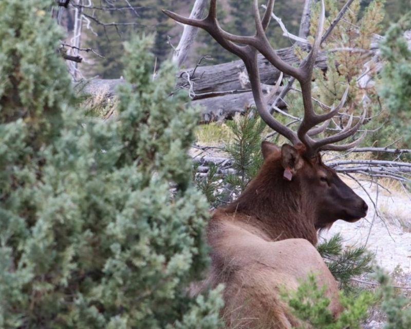 Jackson Hole:Guided Tours of Yellowstone Park & Teton 3-Days - Frequently Asked Questions
