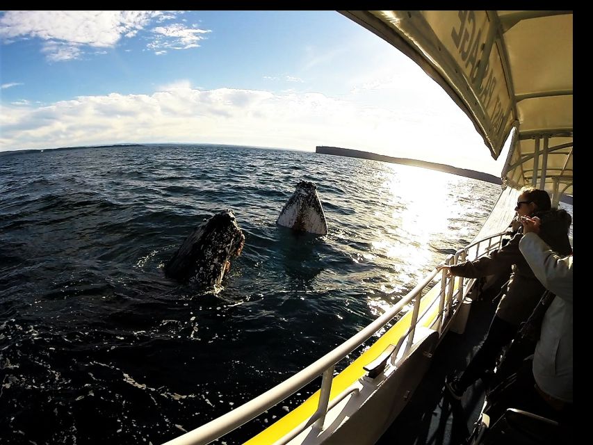 Jervis Bay: 2-Hour Whale Watching Cruise - Important Information