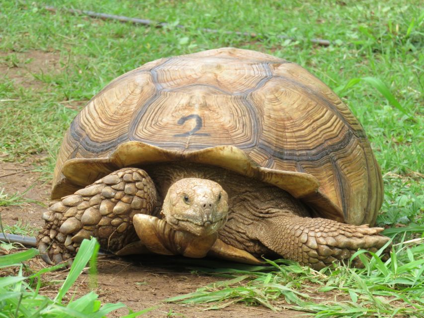 Kauai: Private Tortoises, Caves, and Cliffs South Shore Hike - Tailored Private Tour Experience