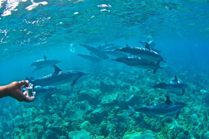 Kealakekua Bay Snorkeling Tour - 4 Hour Kona Zodiac Adventure - Recap