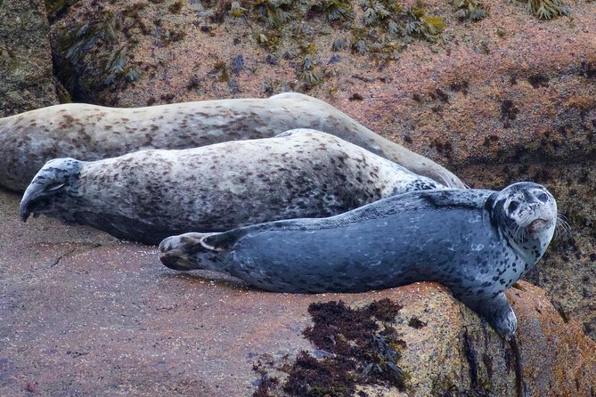Kenai Fjords and Resurrection Bay Half-Day Wildlife Cruise - Traveler Reviews