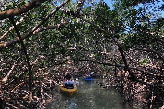 Key West Mangrove Kayak Eco Tour - Price