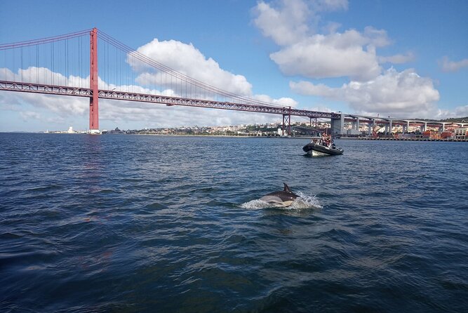 Lisbon Dolphin Watching With a Marine Biologist in a Small Group - Special Offer