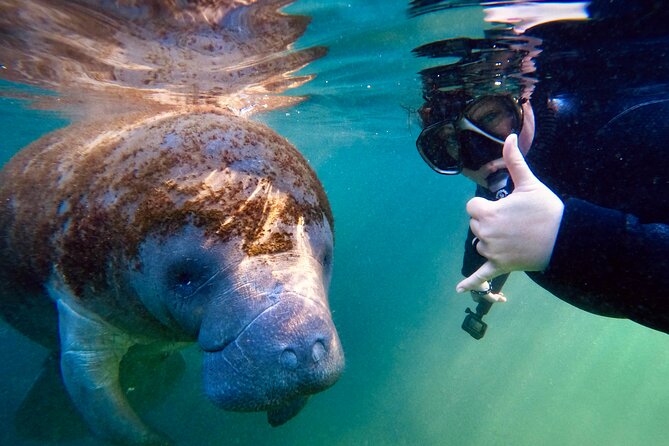 Manatee Adventure, Airboat, Lunch, Wildlife Park With Transport - Cancellation Policy and Weather