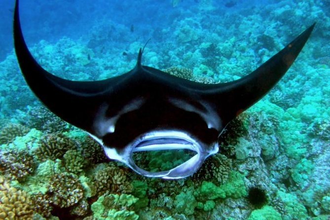 Manta Ray Snorkel Moonlight Kona Hawaii- Small Group - Safety Precautions