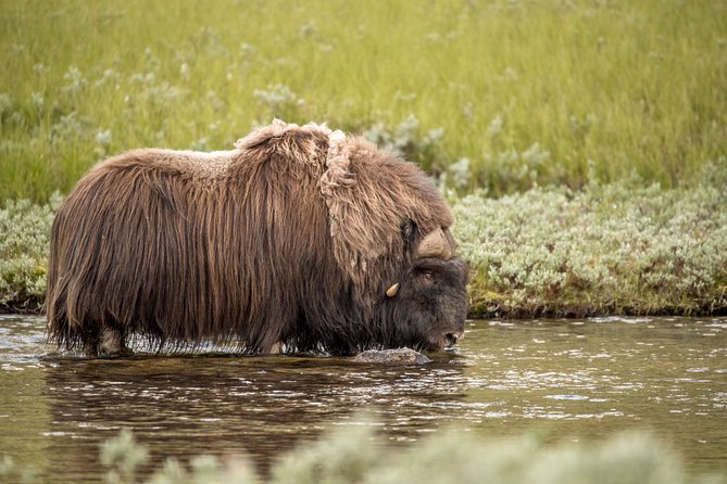 Musk Ox Safari in Dovrefjell National Park From Oppdal - Reviews