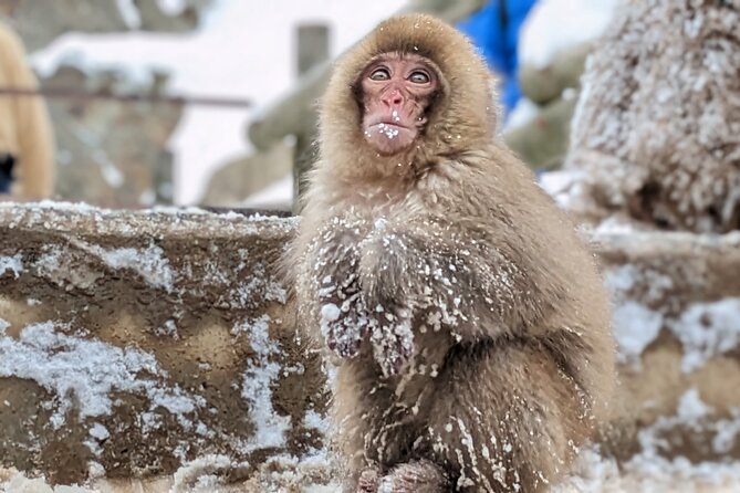 Nagano Snow Monkey 1 Day Tour With Beef Sukiyaki Lunch From Tokyo - Additional Winter Stop