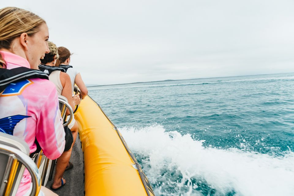 Noosa Heads: Ocean Rider Dolphin Safari - Tour Highlights