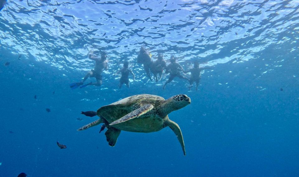 Oahu: Private Turtle Snorkeling With Customizable Itinerary - Customer Reviews