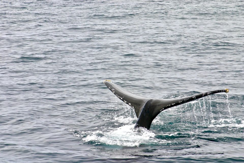 Oahu: Private Whale Watching Adventure - Inclusions and Exclusions
