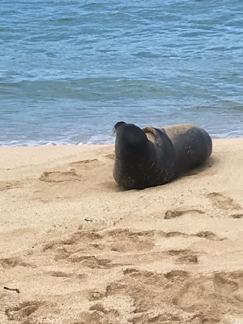 Oahu: Waimea Falls & North Shore Swim With Turtles Beach Day - Important Information