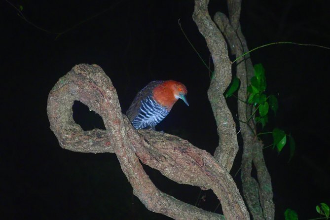 Okinawa Miyako: Natural Planetarium! Starry Sky & Subtropical Jungle Night Tour - Meeting Point and Pickup