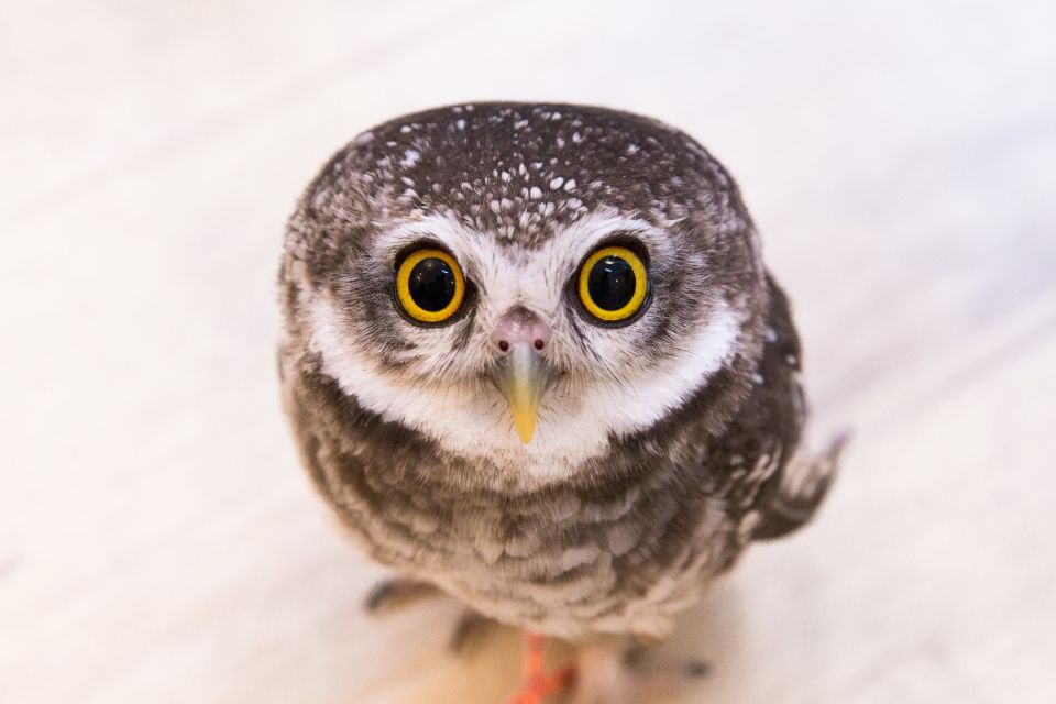 Owl Cafe Tokyo Akihabara Fukurou - Owl Welfare and Cautions
