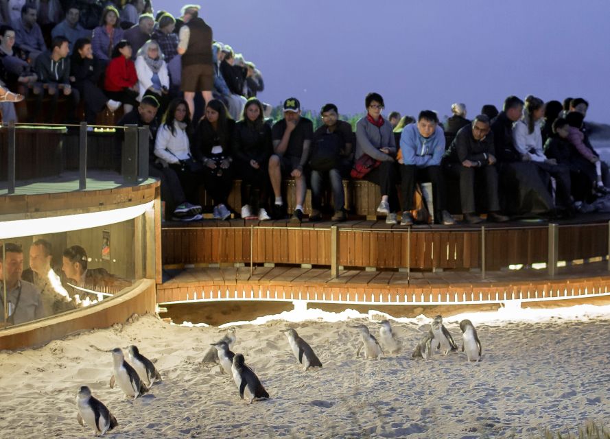 Penguin Parade: General Viewing Entry Ticket - Important Information