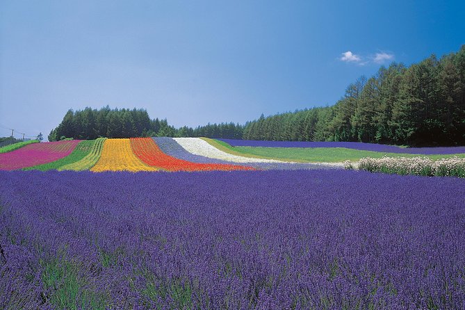 Private Car Tour of Furano and Biei in Hokkaido With Local Guide - Positive Reviews