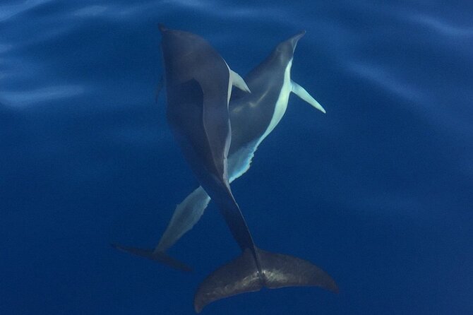 Private Dolphin and Whale Watching Tour in Madeira - Cancellation Policy