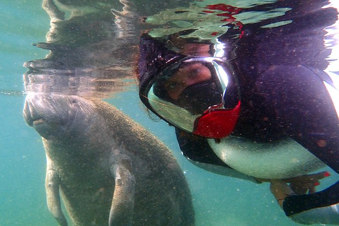 Private OG Manatee Snorkel Tour With Guide for up to 10 People - COVID-19 Safety Measures