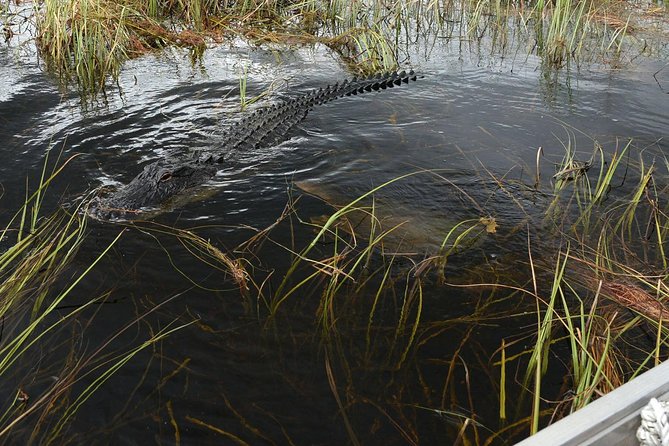 Private Tour: Florida Everglades Airboat Ride and Wildlife Adventure - Reviews