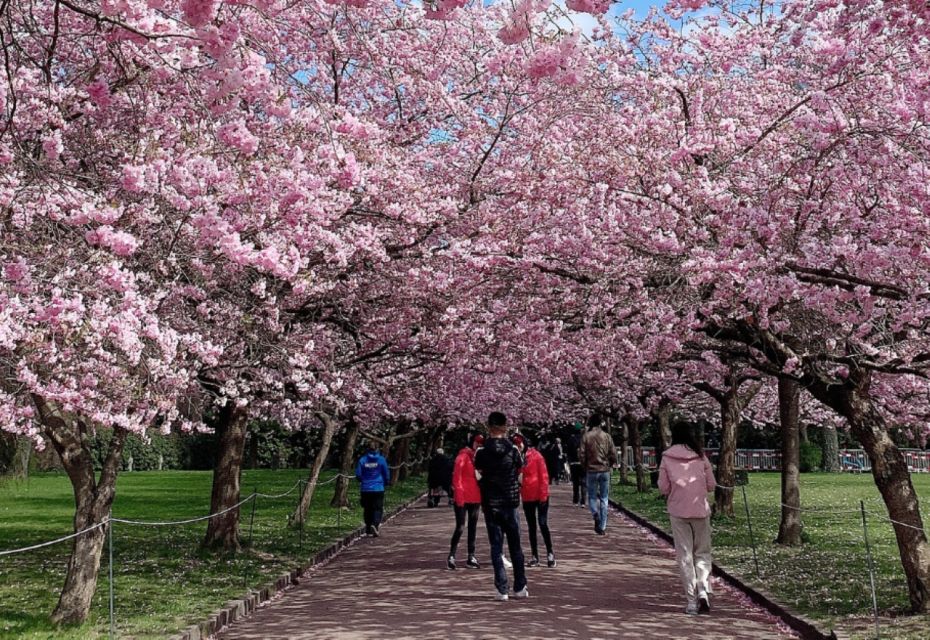 Private & Unique Nagasaki Cherry Blossom Sakura Experience - Optional Meet-up