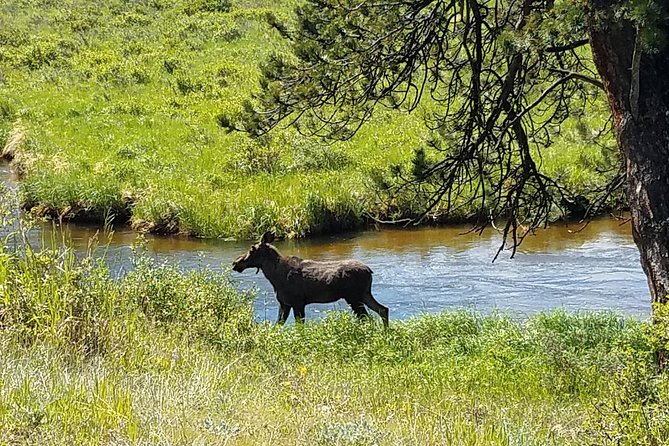 Rocky Mountain National Park in Summer Tour From Denver - Estes Park Visit