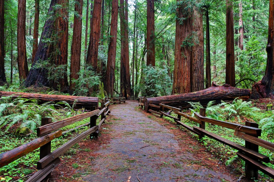 San Francisco: Private Muir Woods, Sausalito Half-Day Trip - Booking Information