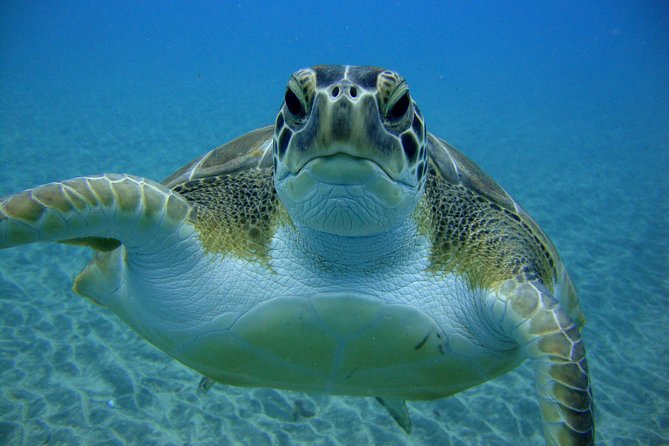 Scuba Dive for Beginners in a Turtle Area in Costa Adeje - Underwater Exploration Experience