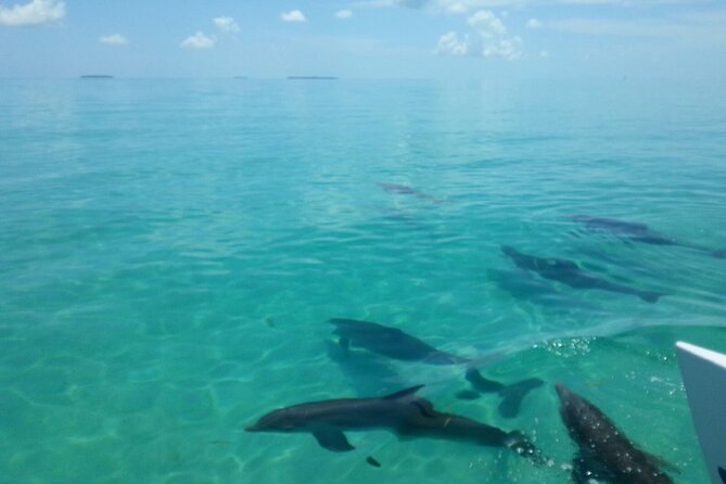 Shallow Water Snorkeling and Dolphin Watching in Key West - Reservation Policies and Important Information