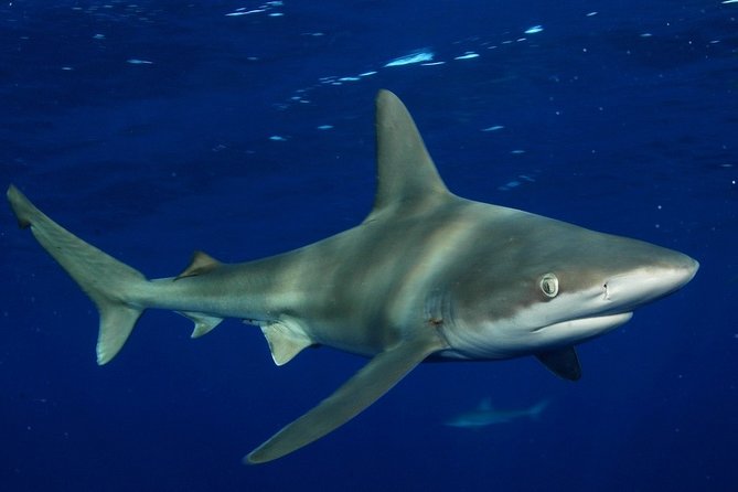Shark Cage Diving In Oahu - Recap