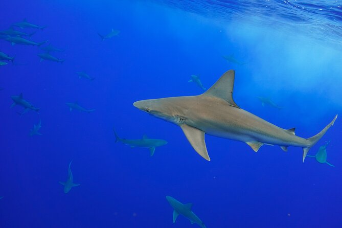 Shark Tour Dive With Sharks in Hawaii With One Ocean Diving - Notable Feedback