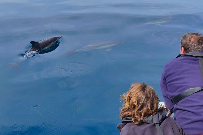 Small Group Dolphin and Wildlife Watching Tour in Faro - Price and Additional Information
