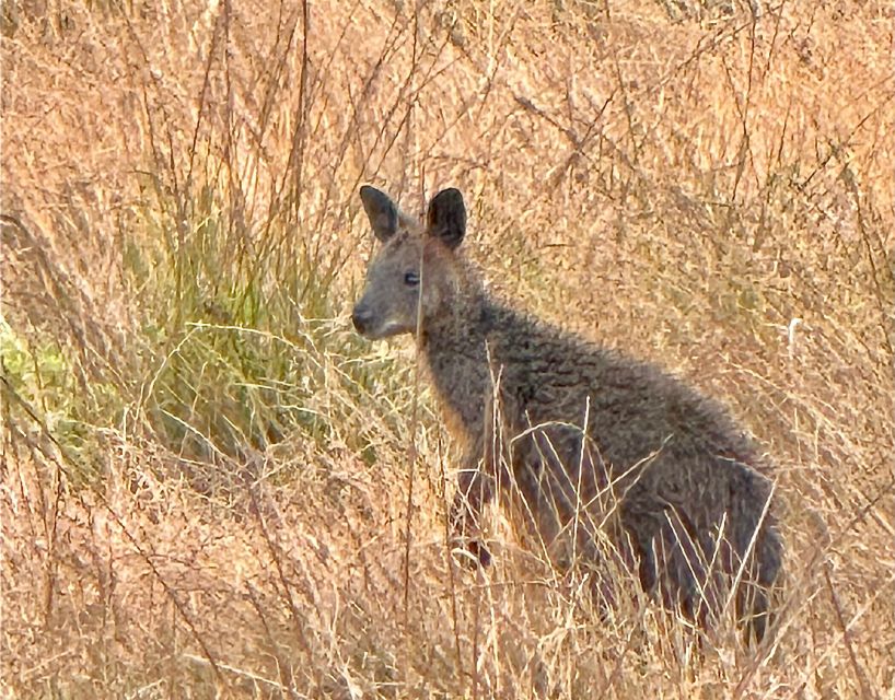 Small Group Philip Island Express Penguin & Wallaby Spoting - Pickup Locations