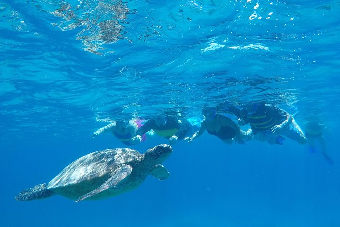 Snorkel & Swim With Turtles! Minutes From Waikiki - Location Details