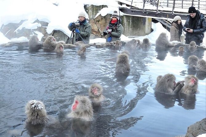 Snow Monkey Park & Zenkoji Temple Nagano Pvt. Full Day Tour. - Cancellation Policy