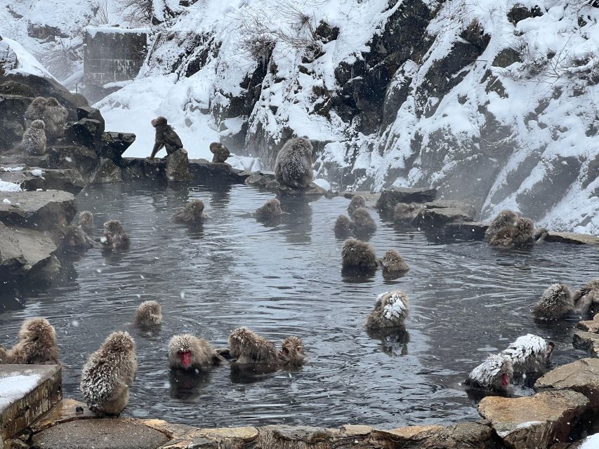 Snow Monkeys Zenkoji Temple One Day Private Sightseeing Tour - Frequently Asked Questions