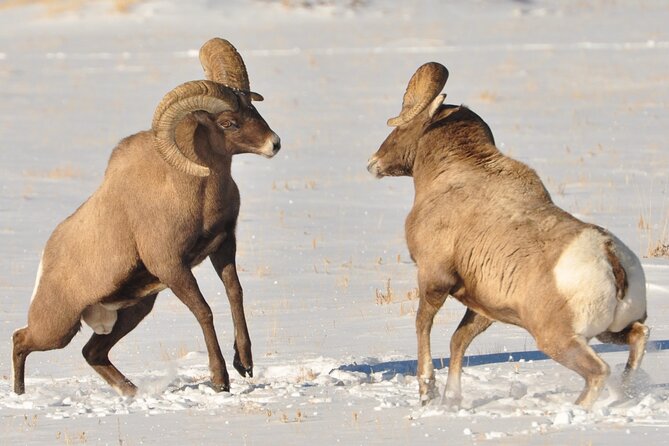 Sunset 4-Hour Grand Teton Wildlife Adventure - Frequently Asked Questions