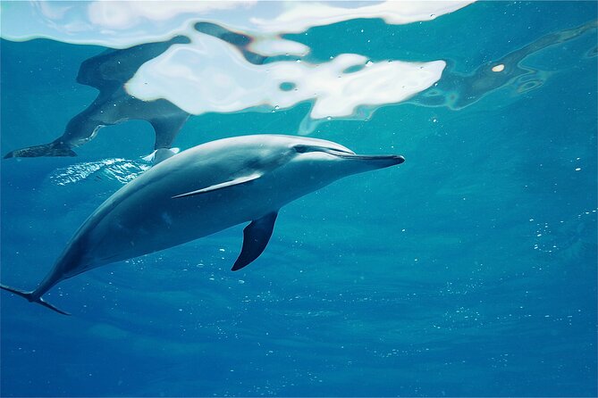 Swim With Dolphins in the West Coast Line of Oahu - Directions