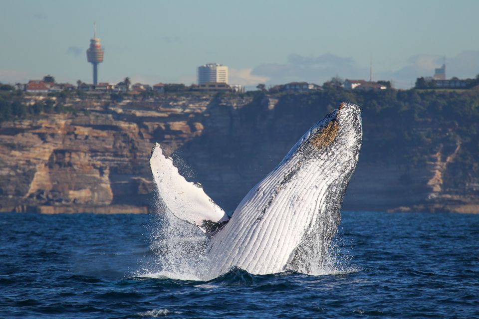 Sydney: 2-hour Express Whale Watching Cruise - Vessel Features and Accessibility