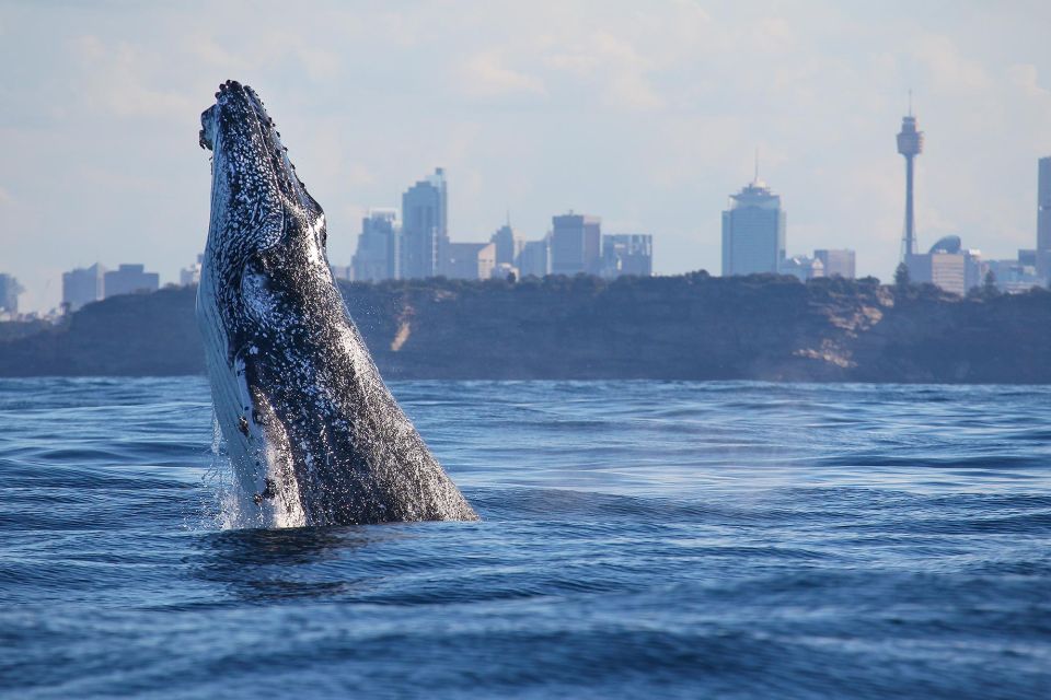 Sydney: 3-Hour Whale Watching Tour by Catamaran - Traveler Experiences