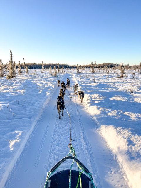 Talkeetna: Winter Dog Sled Tour Morning or Night Mush! - Booking and Cancellation