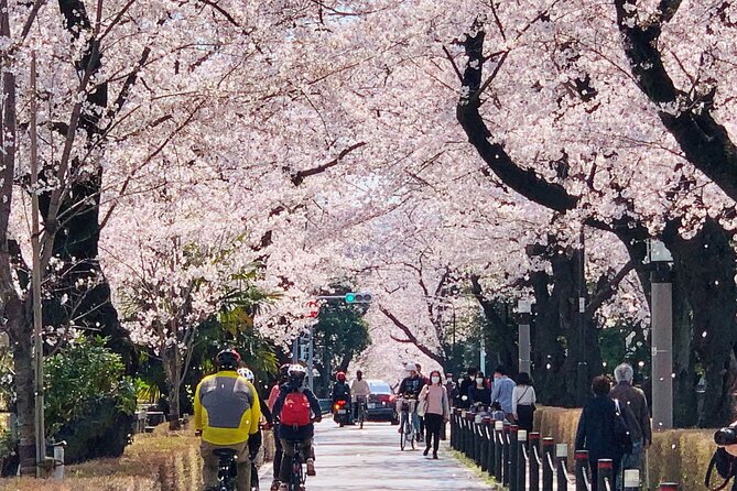 Tokyo Cherry Blossoms Blooming Spots E-Bike 3 Hour Tour - Participant Requirements