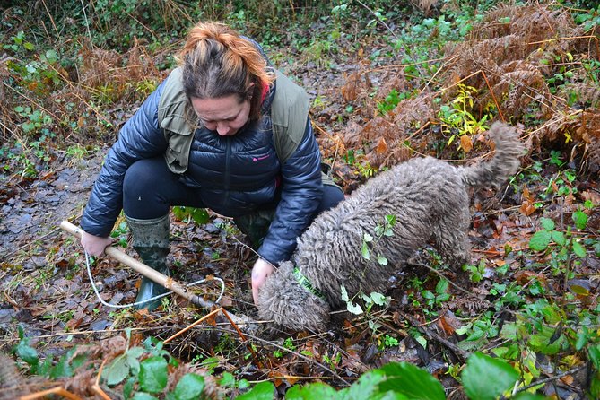 Truffle Hunting Experience With Lunch in San Miniato - Reviews