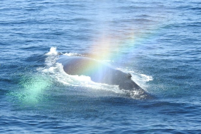 Whale Watching Tour in Gloucester - Cancellation Policy